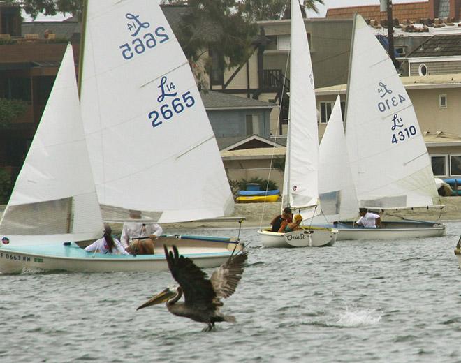 The pelicans also got into the fun © Rich Roberts